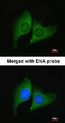 Immunocytochemistry/Immunofluorescence: ERH Antibody [NBP1-32198] - Analysis of HeLa, using ERH antibody at 1:200 dilution.