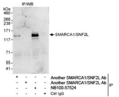 Western Blot: SMARCA1 Antibody [NB100-57524] - Whole cell lysate (1 mg for IP, 20% of IP loaded) from HeLa cells.  NB100-57524 used for IP at 3 mcg/mg lysate.