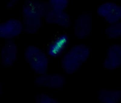 Immunocytochemistry/Immunofluorescence: CENPB Antibody [NB100-2369] - Detection of Human CENP-B by Immunocytochemistry. Samples: NBF-fixed asynchronous HeLa cells.  Antibody:  Affinity purified rabbit anti-CENP-B (NB100-2369)  used at a dilution of 1:250. Detection: Anti-rabbit IgG-FITC  conjugated (NB7159) used at a dilution of 1:100.
