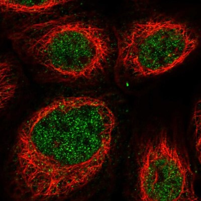 Immunocytochemistry/Immunofluorescence: NKX3-2 Antibody [NBP1-88708] - Immunofluorescent staining of human cell line A-431 shows localization to nucleoplasm.