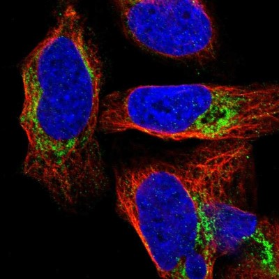 Immunocytochemistry/Immunofluorescence: NDUFS8 Antibody [NBP1-85620] - Immunofluorescent staining of human cell line U-2 OS shows localization to mitochondria.