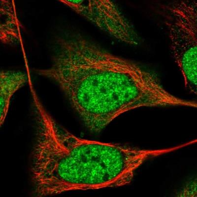 Immunocytochemistry/Immunofluorescence: RNF208 Antibody [NBP1-90501] - Staining of human cell line U-2 OS shows positivity in nucleus but not nucleoli and cytoplasm.