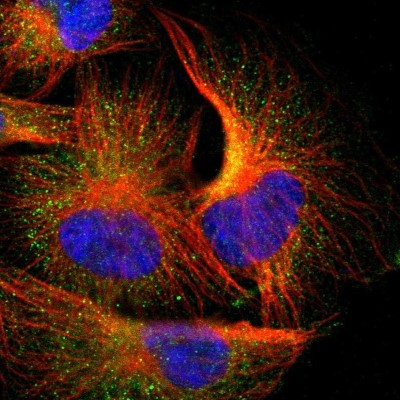Immunocytochemistry/Immunofluorescence: MDGA2 Antibody [NBP1-93532] - Staining of human cell line U-251MG shows positivity in cytoplasm.