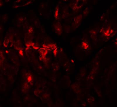 Immunocytochemistry/Immunofluorescence: Zinc finger and BTB domain-containing protein 9 Antibody [NBP1-76522] - Immunofluorescence of ZBTB9 in mouse heart tissue with ZBTB9 antibody at 20 ug/mL.