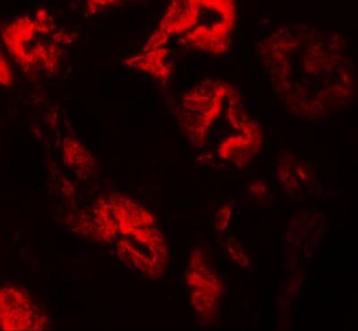 Immunocytochemistry/Immunofluorescence: ZNF346 Antibody [NBP1-76540] - Immunofluorescence of ZNF346 in human kidney tissue with ZNF346 antibody at 20 ug/mL.