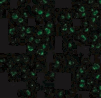 Immunocytochemistry/Immunofluorescence: ASK1 Antibody [NBP1-76674] - Immunofluorescence of ASK1 in 3T3 cells with ASK1 antibody at 20 ug/mL.