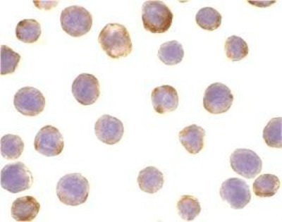 Immunocytochemistry/Immunofluorescence: DAD1 Antibody [NBP1-77197] - HepG2 cells with DAD1 antibody at 10 ug/ml.