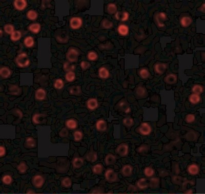 Immunofluorescence: DAD1 Antibody [NBP1-77197] - Immunofluorescence of DAD1 in HepG2 cells with DAD1 antibody at 10 ug/mL.
