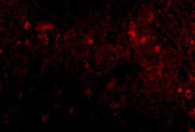 Immunocytochemistry/Immunofluorescence: PIGY Antibody [NBP1-76967] - Immunofluorescence of PIGY in human spleen tissue with PIGY1 antibody at 20 ug/mL.