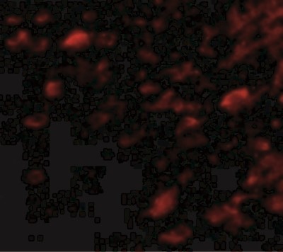 Immunocytochemistry/Immunofluorescence: NIPSNAP3A Antibody [NBP1-76968] - Immunofluorescence of NIPSNAP3A in Mouse Brain cells with NIPSNAP3A antibody at 5 ug/mL.