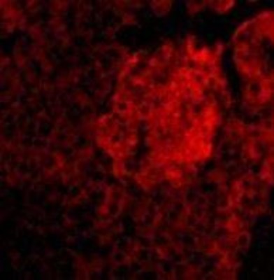 Immunocytochemistry/Immunofluorescence: IL-23A/IL-23 P19 Antibody [NBP1-76697] - Mouse Pancreas cells with IL-23 antibody at 20 ug/mL.