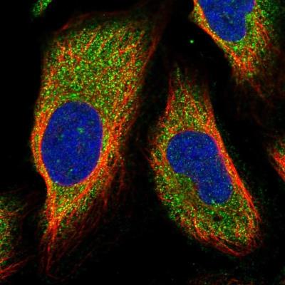 Immunocytochemistry/Immunofluorescence: DCUN1D2 Antibody [NBP1-88397] - Staining of human cell line U-2 OS shows positivity in cytoplasm.