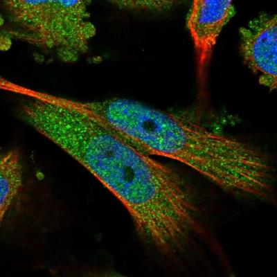Immunocytochemistry/Immunofluorescence: MAPKBP1 Antibody [NBP1-82984] - Staining of human cell line U-251MG shows positivity in nucleus but not nucleoli and cytoplasm.
