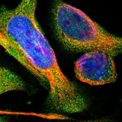 Immunocytochemistry/Immunofluorescence: KIF24 Antibody [NBP1-90781] - Staining of human cell line U-2 OS shows positivity in cytoplasm.