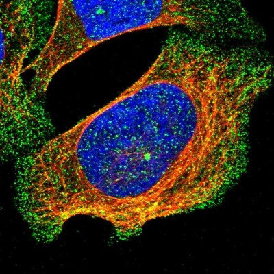 Immunocytochemistry/Immunofluorescence: PAP2 Antibody [NBP1-91086] - Staining of human cell line U-2 OS shows positivity in plasma membrane, cytoplasm and centrosome.