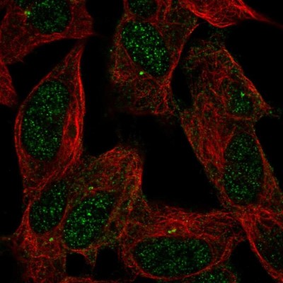 Immunocytochemistry/Immunofluorescence: PAP2 Antibody [NBP1-91086] - Immunofluorescent staining of human cell line SH-SY5Y shows localization to nucleus & centrosome.