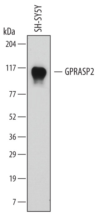 Western blot shows lysates of SH‑SY5Y human neuroblastoma cell line. PVDF membrane was probed with 1 µg/mL of Mouse Anti-Human GPRASP2 Monoclonal Antibody (Catalog # MAB7078) followed by HRP-conjugated Anti-Mouse IgG Secondary Antibody (Catalog # HAF007). A specific band was detected for GPRASP2 at approximately 94 kDa (as indicated). This experiment was conducted under reducing conditions and using Immunoblot Buffer Group 1.