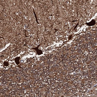 Immunohistochemistry-Paraffin: C18orf32 Antibody [NBP1-83585] - Staining of human cerebellum shows strong cytoplasmic and nuclear positivity in Purkinje cells.