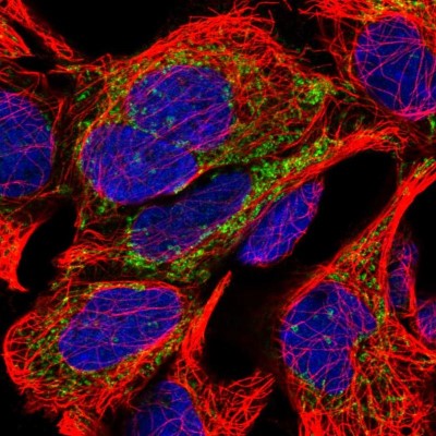 Immunocytochemistry/Immunofluorescence: Myomesin 2 Antibody [NBP1-87496] - Immunofluorescent staining of human cell line HEK 293 shows localization to mitochondria.