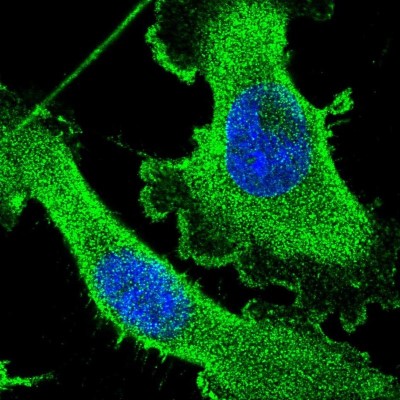 Immunocytochemistry/Immunofluorescence: CEP89 Antibody [NBP1-90639] - Immunofluorescent staining of human cell line U-251 MG shows localization to plasma membrane & cytosol.