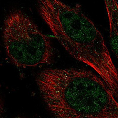 Immunocytochemistry/Immunofluorescence: TRIM45 Antibody [NBP1-82266] Staining of human cell line U-251 MG shows positivity in nucleus but not nucleoli.