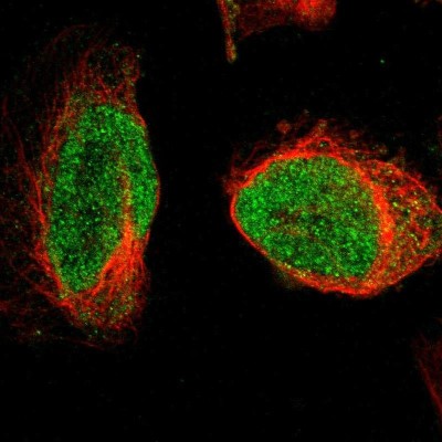 Immunocytochemistry/Immunofluorescence: ORC5L Antibody [NBP1-82476] - Immunofluorescent staining of human cell line U-2 OS shows localization to nucleus.