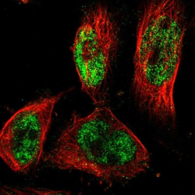 Immunocytochemistry/Immunofluorescence: PRDM4 Antibody [NBP1-80921] - Immunofluorescent staining of human cell line U-251 MG shows localization to nucleoplasm.
