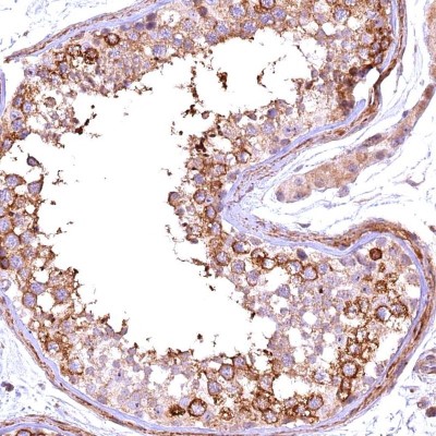 Immunocytochemistry/Immunofluorescence: FUZ Antibody [NBP1-82111] - Staining of human testis shows strong cytoplasmic positivity in cells in seminiferous ducts.