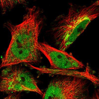 Immunocytochemistry/Immunofluorescence: RED2 Antibody [NBP1-90238] - Staining of human cell line U-251MG shows positivity in nucleus but not nucleoli, cytoplasm and mitochondria.