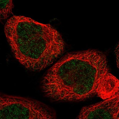 Immunocytochemistry/Immunofluorescence: SIDT1 Antibody [NBP1-82200] - Staining of human cell line A-431 shows positivity in nucleus but not nucleoli.