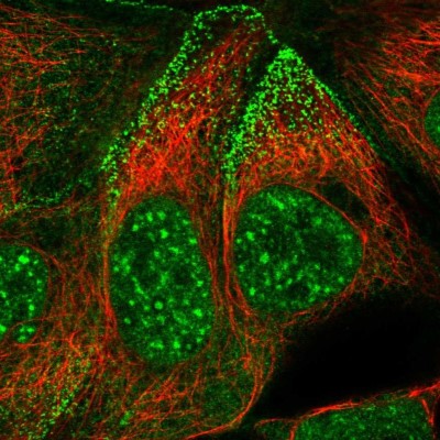 Immunocytochemistry/Immunofluorescence: SYNPO2L Antibody [NBP2-33741] - Immunofluorescent staining of human cell line CACO-2 shows localization to nuclear speckles & cell junctions.