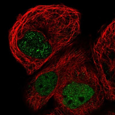 Immunocytochemistry/Immunofluorescence: C7orf64 Antibody [NBP1-85077] - Immunofluorescent staining of human cell line A-431 shows localization to nucleoplasm.