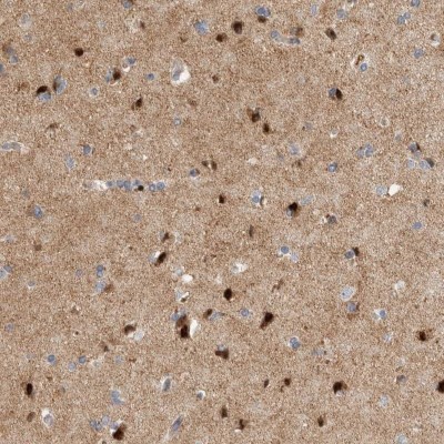 Immunohistochemistry-Paraffin: C7orf64 Antibody [NBP1-85077] - Staining of human cerebral cortex shows cytoplasmic positivity in neuronal cells.