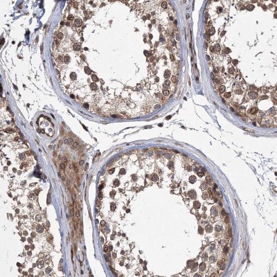 Immunocytochemistry/Immunofluorescence: RBJ Antibody [NBP1-80857] - Staining of human testis shows cytoplasmic positivity in cells in seminiferous ducts and Leydig cells.