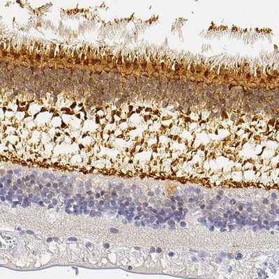 Immunocytochemistry/Immunofluorescence: UNC119 Antibody [NBP1-81708] - Staining of human retina shows strong cytoplasmic positivity in photoreceptor cells and outer plexiform layer.