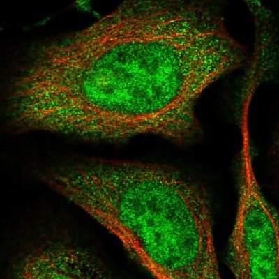 Immunocytochemistry/Immunofluorescence: RNF126 Antibody [NBP1-83645] - Immunofluorescent staining of human cell line U-2 OS shows localization to nucleoplasm & cytosol.
