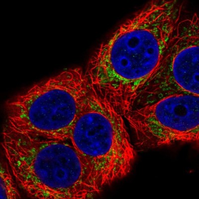 Immunocytochemistry/Immunofluorescence: MRPL22 Antibody [NBP2-30482] - Immunofluorescent staining of human cell line MCF7 shows localization to mitochondria.
