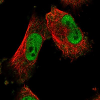 Immunocytochemistry/Immunofluorescence: MTA3 Antibody [NBP1-82919] - Immunofluorescent staining of human cell line U-251 MG shows localization to nucleoplasm.