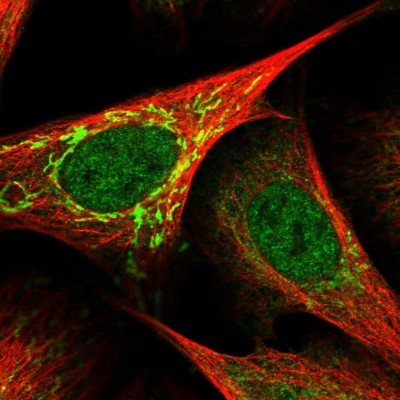 Immunocytochemistry/Immunofluorescence: DNAJC12 Antibody [NBP1-83083] - Staining of human cell line U-2 OS shows positivity in nucleus but not nucleoli and mitochondria.