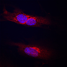 Endoglycan/PODXL2 was detected in immersion fixed HUVEC human umbilical vein endothelial cells using Goat Anti-Human Endoglycan/PODXL2 Antigen Affinity-purified Polyclonal Antibody (Catalog # AF1524) at 10 µg/mL for 3 hours at room temperature. Cells were stained using the NorthernLights™ 557-conjugated Anti-Goat IgG Secondary Antibody (red; Catalog # NL001) and counterstained with DAPI (blue). Specific staining was localized to cell membranes. View our protocol for Fluorescent ICC Staining of Cells on Coverslips.