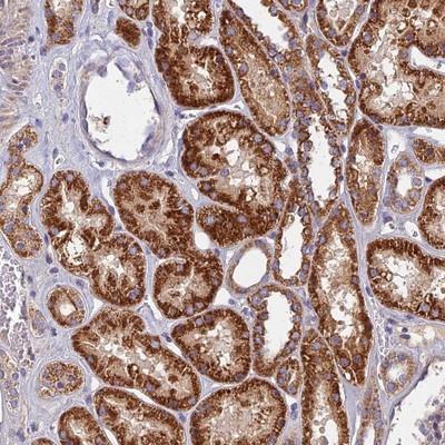 Immunohistochemistry-Paraffin: C20orf117 Antibody [NBP2-13364] - Staining of human kidney shows strong cytoplasmic positivity in cells in tubules.