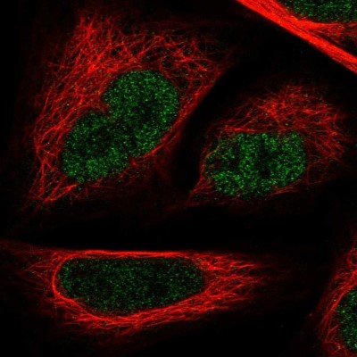 Immunocytochemistry/Immunofluorescence: GAPDH-2 Antibody [NBP2-31925] - Staining of human cell line U-2 OS shows localization to nucleoplasm.