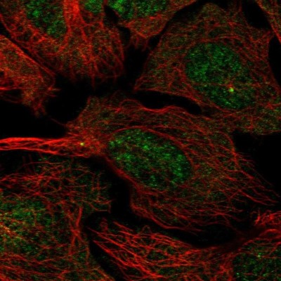 Immunocytochemistry/Immunofluorescence: CCDC13 Antibody [NBP2-14445] - Staining of human cell line U-2 OS shows localization to nucleus & centrosome.