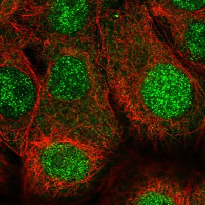 Immunocytochemistry/Immunofluorescence: BANF1 Antibody [NBP2-38442] - Immunofluorescent staining of human cell line MCF7 shows localization to nucleoplasm.