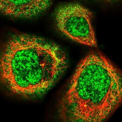 Immunocytochemistry/Immunofluorescence: WEE2 Antibody [NBP1-83676] - Staining of human cell line A-431 shows positivity in nucleus but not nucleoli and cytoplasm.