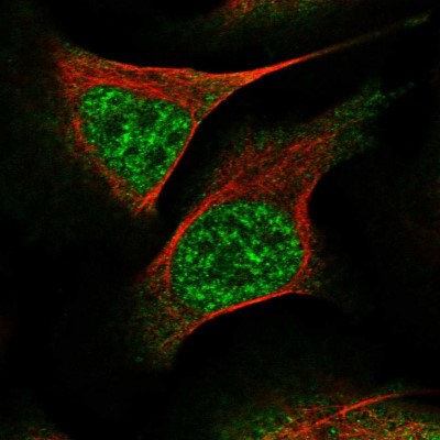 Immunocytochemistry/Immunofluorescence: WEE2 Antibody [NBP1-83676] - Immunofluorescent staining of human cell line U-2 OS shows localization to nucleoplasm & cytosol.