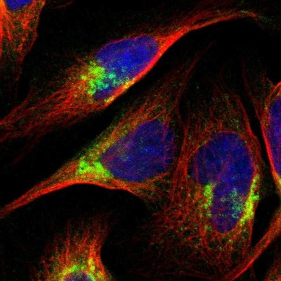 Immunocytochemistry/Immunofluorescence: ARFGAP2 Antibody [NBP1-83688] - Immunofluorescent staining of human cell line U-2 OS shows localization to the Golgi apparatus.