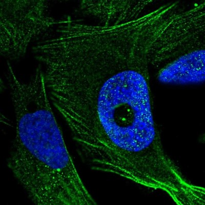 Immunocytochemistry/Immunofluorescence: FGD4 Antibody [NBP1-85532] - Immunofluorescent staining of human cell line U-2 OS shows localization to actin filaments.