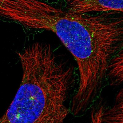 Immunocytochemistry/Immunofluorescence: C7orf43 Antibody [NBP1-83807] - Immunofluorescent staining of human cell line U-2 OS shows localization to plasma membrane, microtubule organizing center & vesicles.