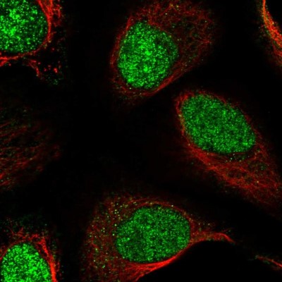 Immunocytochemistry/Immunofluorescence: RSBN1 Antibody [NBP1-83765] - Immunofluorescent staining of human cell line U-2 OS shows localization to nucleoplasm.